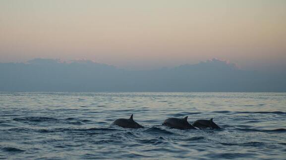 dolphins in the ocean